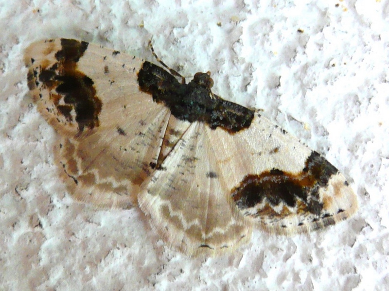 Ligdia adustata?
